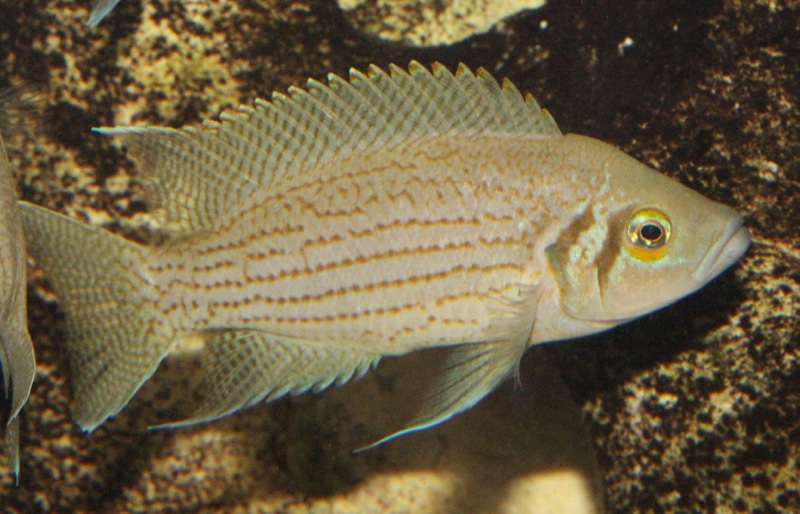 Neolamprologus olivaceous